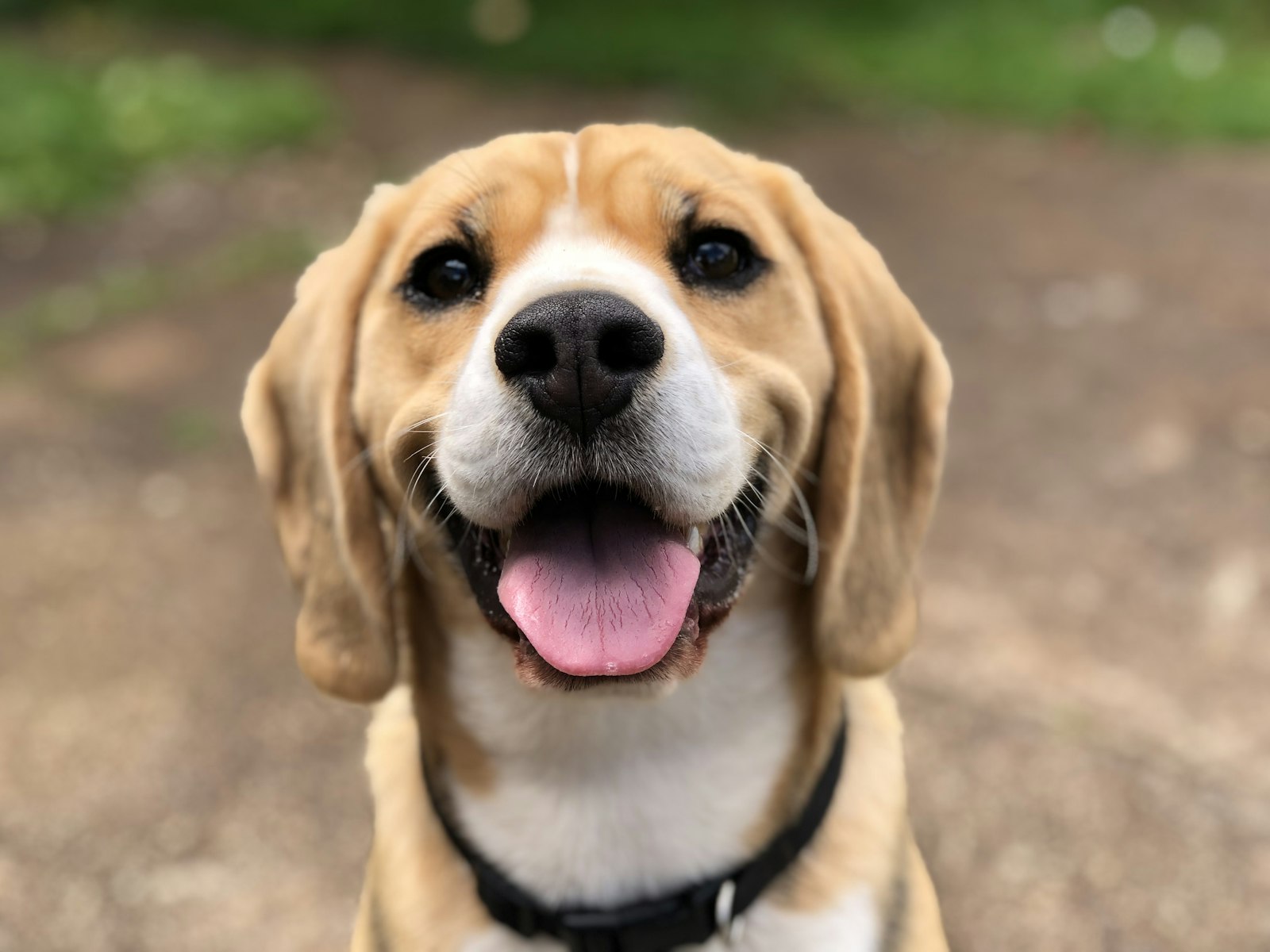A beagle grinning at the camera