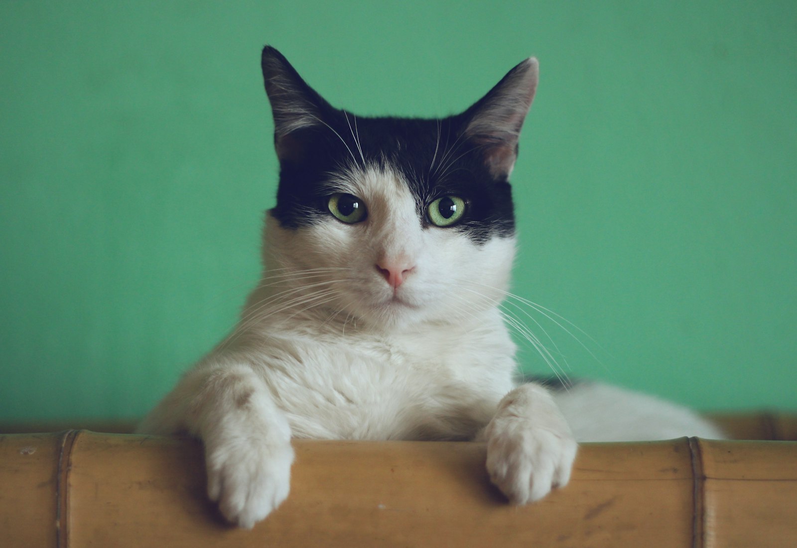 A black and white cat lounging on a bamboo bench
