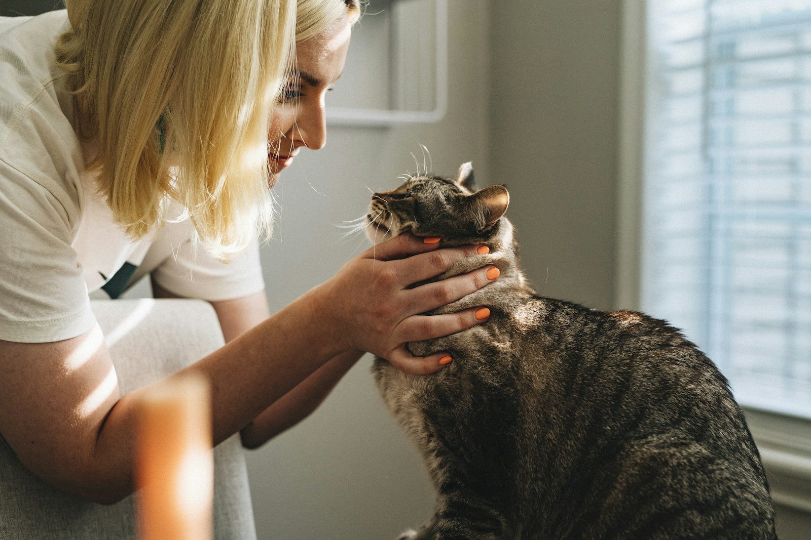 A staff member gently cradling a tabby cat