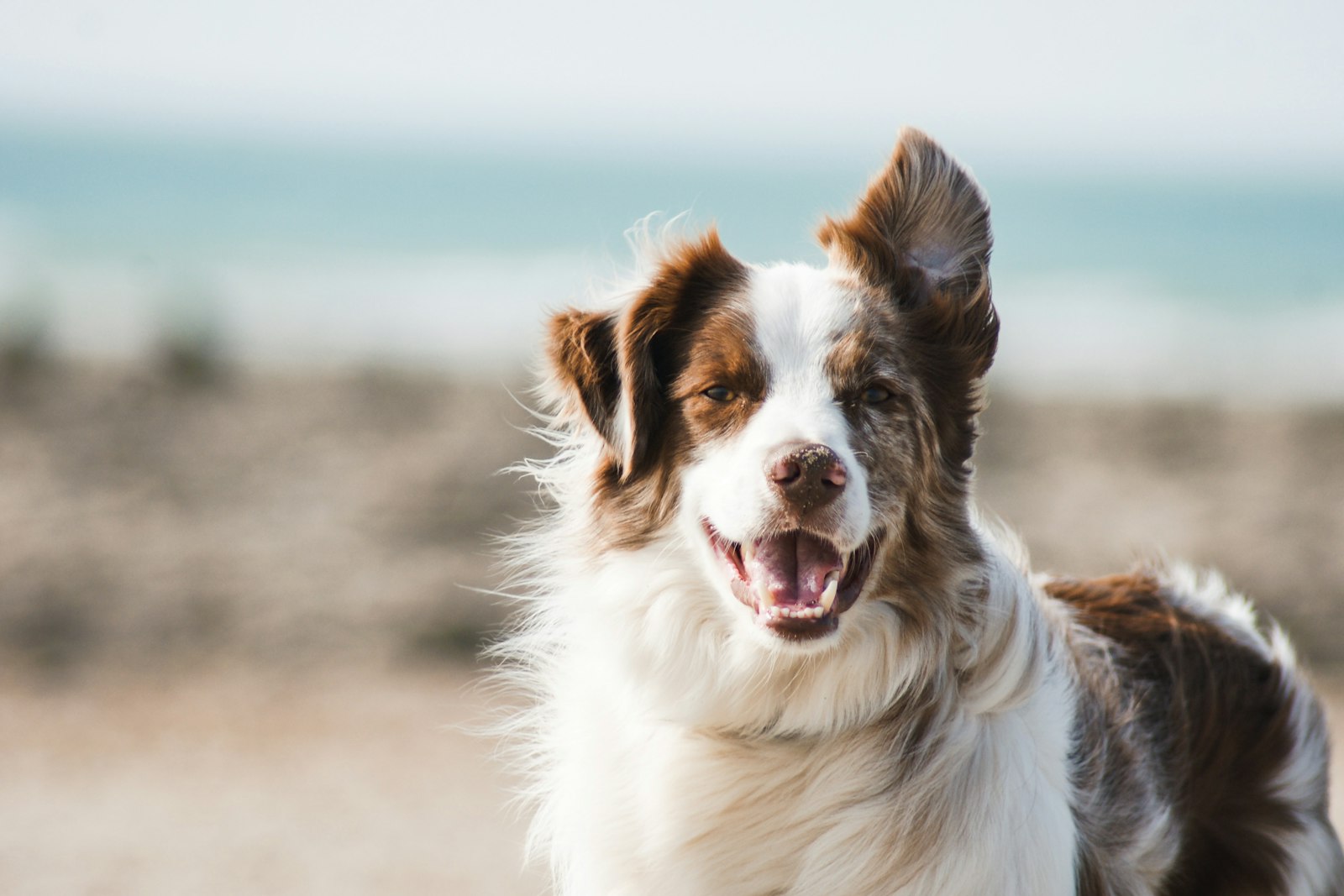 A fluffy collie smiling on the beach