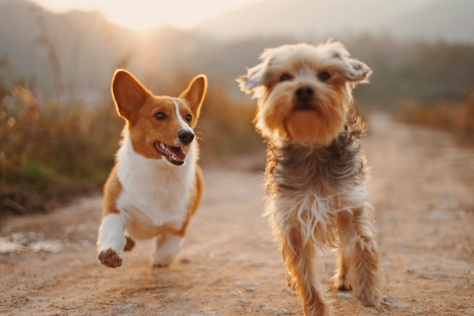 Two small dogs racing up a country path