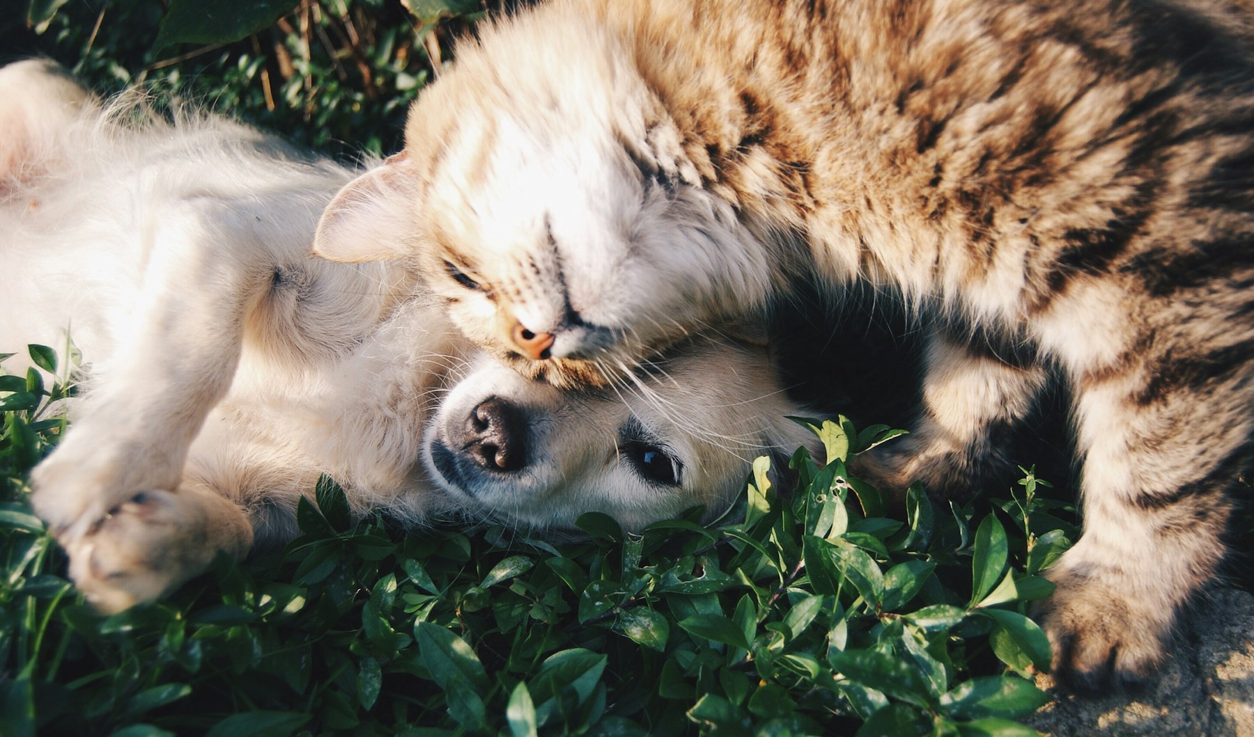 A dog and cat snuggling together in the sun