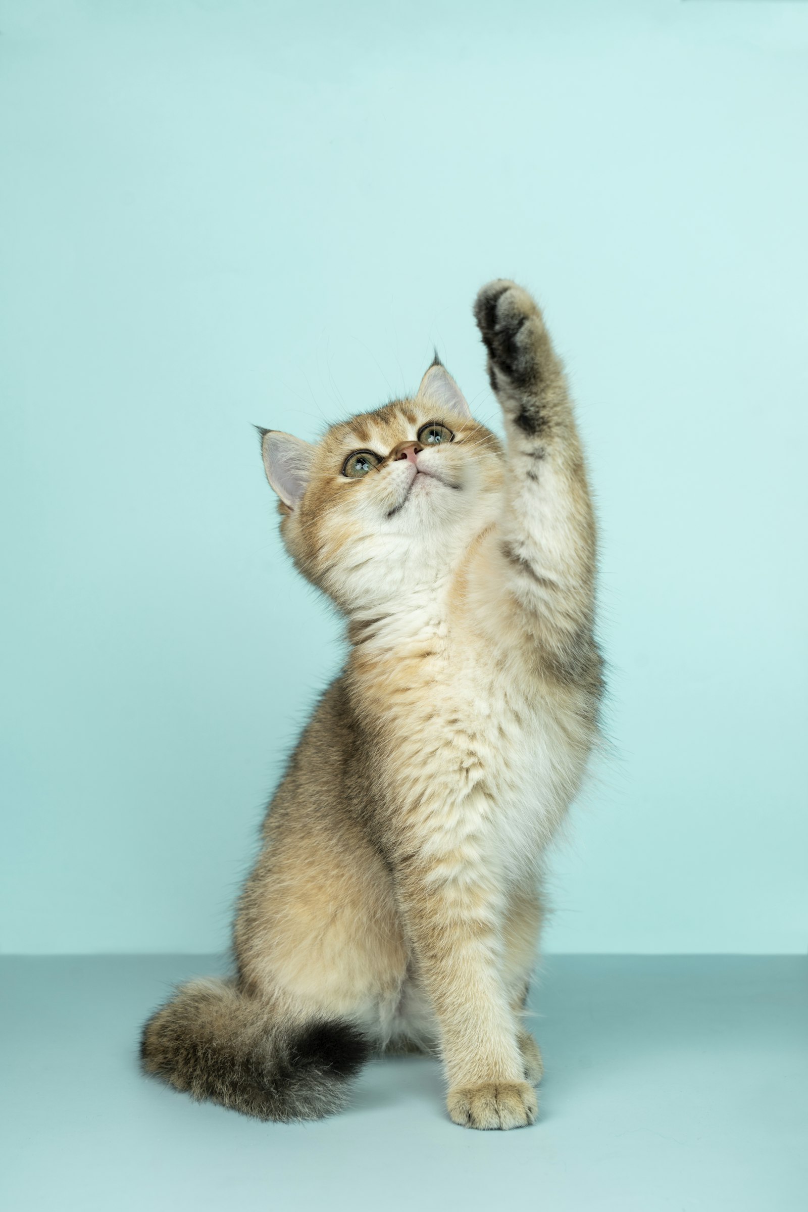 A kitten raising one paw like a tiny high five