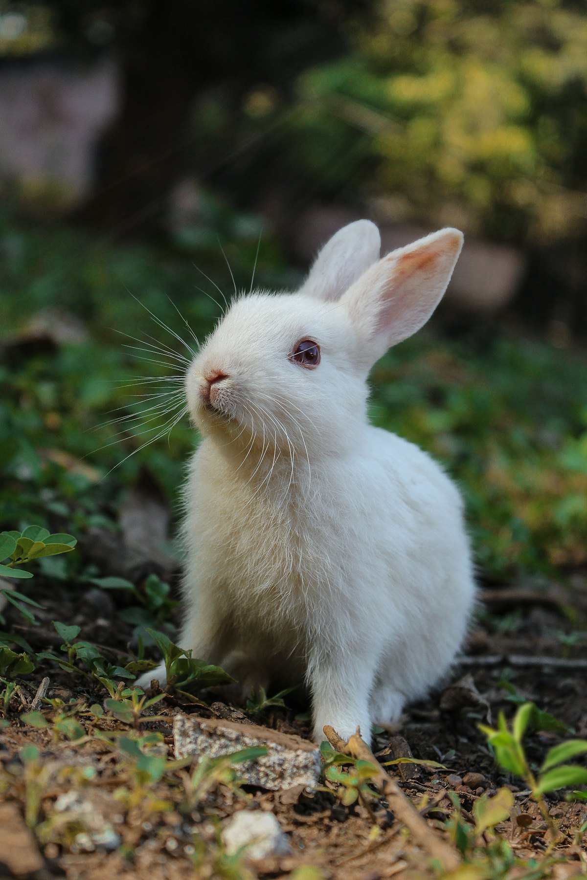 A white rabbit sitting in the garden